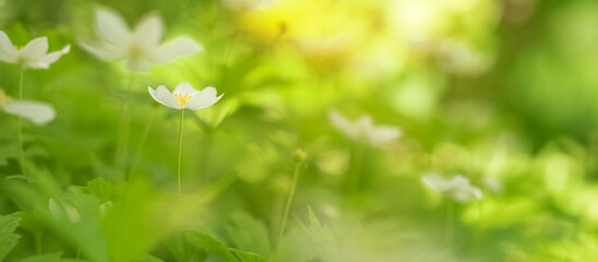 Spring anemone flowers, banner. Beautiful gentle natural background. Selective soft focus.
