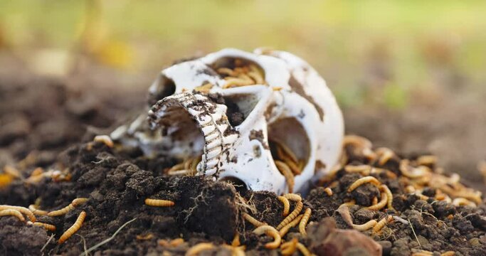 Maggots crawling in dead skull