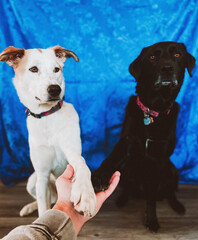 Husky and black lab posing 2posing
