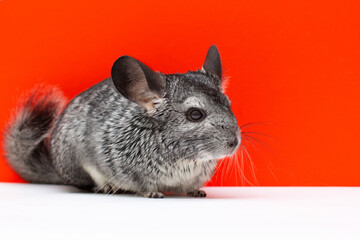 picture of a Young Chinchilla over white and red background