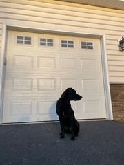 Black Labrador next garage