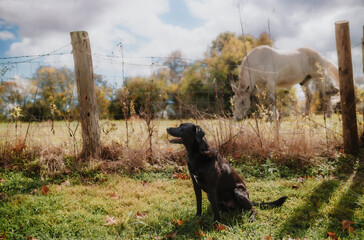 Black Labrador next to Horse 2