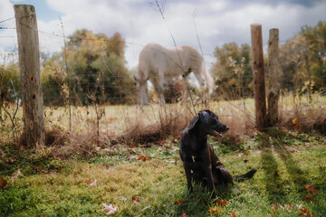 Black Labrador next to Horse