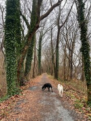Black Labrador and Husky walking