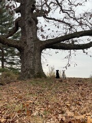 Dogs next to tree