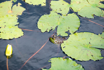 Frog and Lillypads