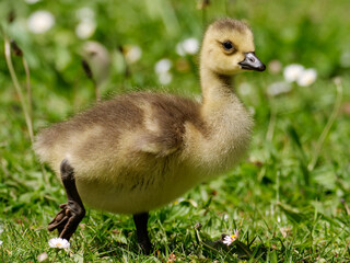 Kandagansküken auf der Wiese