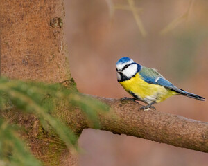 Little Blue Tit on the branch