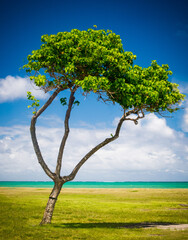 tree in Hawaii, colorful
