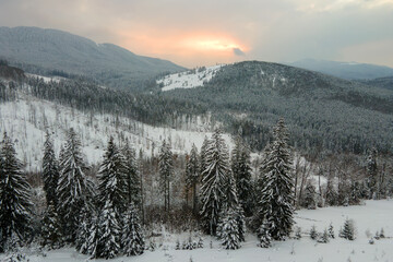Aerial winter landscape with spruse trees of snow covered forest in cold mountains in the evening