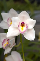 Orchid
