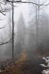 Obraz premium Black forest