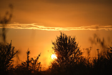 Naklejka premium Dark foliage of small trees and bush against bright colorful sunset sky with vivid clouds illuminated with setting sun light