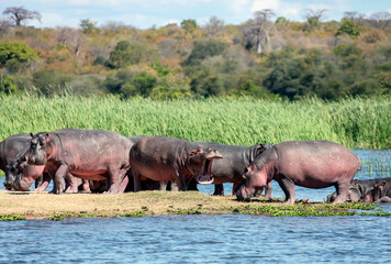 Herd of wild African hippos is resting on river island.