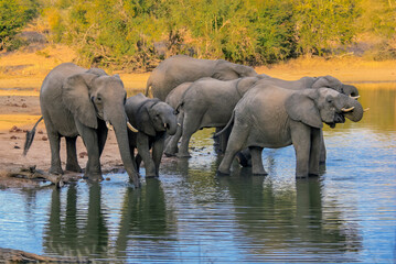 Herd of wild African elephants drinking water on the lake.