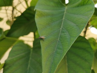 bug on a leaf