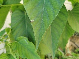 green caterpillar on a leaf