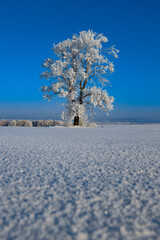 A lonely tree in the snow in a field against a blue sky