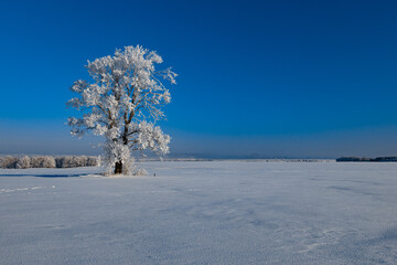 A lonely tree in the snow in a field against a blue sky