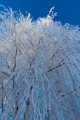 Snowy landscape, winter in Russia