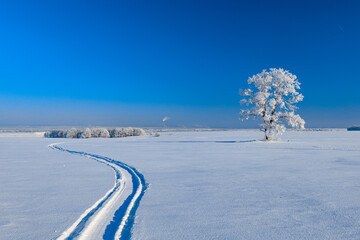 A lonely tree in the snow in a field against a blue sky