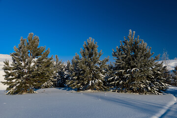 Snowy landscape, winter in Russia