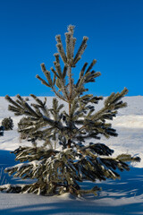 Snowy landscape, winter in Russia