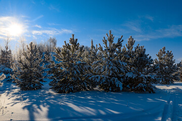 Snowy landscape, winter in Russia
