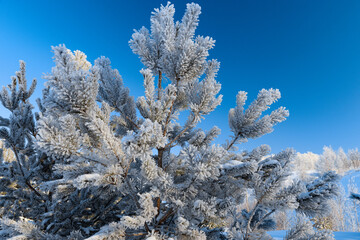Snowy landscape, winter in Russia