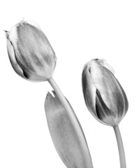 black and white image of two tulips isolated on white in studio