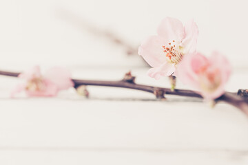 close up of cherry blossom branch