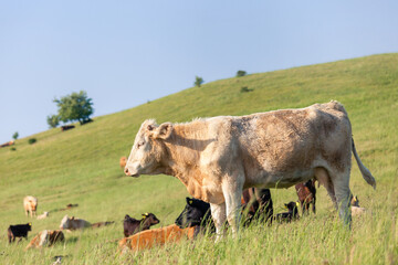 cows cattle grazing on green field