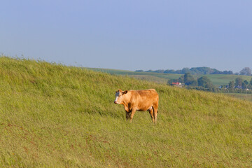 one cow grazing on the field sweden