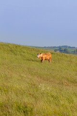 cow grazing in swedish countryside
