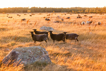 sheep grazing in field in golden hour