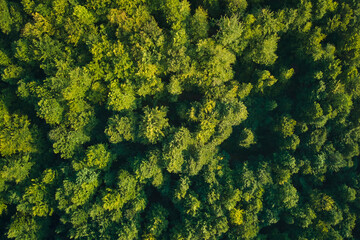 Top down flat aerial view of dark lush forest with green trees canopies in summer