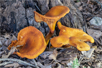 Orange colored fungi commonly called a Jack O Lantern mushroom