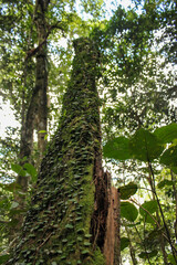 Green plants and creepers going up the trunk of a tree in the tropical rainforest of the Cameron Highlands in Malaysia.