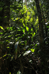 The thick jungles of a tropical rainforest at the Cameron Highlands in Malaysia.