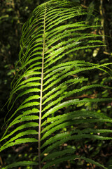 Green fern leaves in the tropical rainforest of the Cameron Highlands of Malaysia.