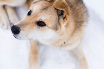 portrait of a dog