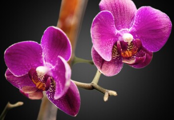 Fototapeta na wymiar Beautiful fresh purple orchid flowers.