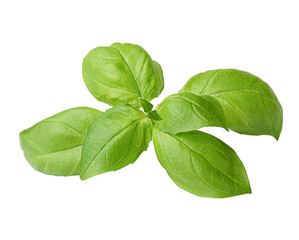 sprig of basil on a white isolated background