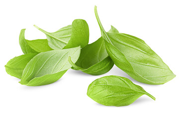 heap basil leaves on a white isolated background