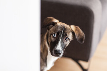 Puppy peeking through door, goberian, husky, selective focus, close-up view