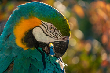 blue and yellow macaw