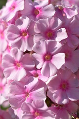 Fototapeta na wymiar Pink phlox flowers in summer close-up in the garden
