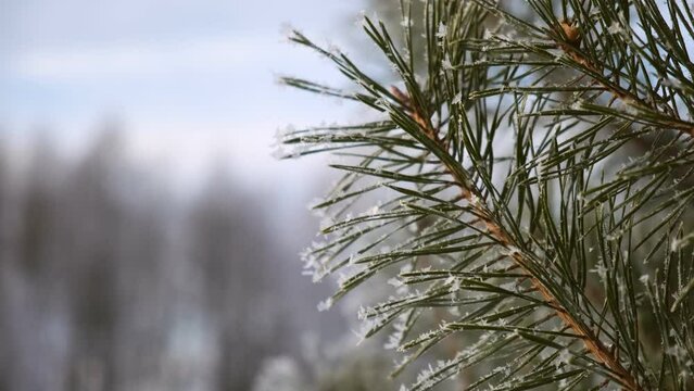 Close-up view of beautiful green branches of Christmas fresh pine trees covered with frosty white snow. Sunny winter forest landscape. Copy Space for text. Sunset. 4k stock video footage.