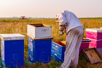 Apiarist, beekeeper is harvesting honey, vintage