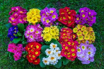 Primrose, spring time background 